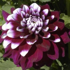 Георгина Декоративная Райан Си Георгина Декоративная Райан Си