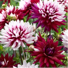 Георгина Декоративная Ребекказ Уорлд Георгина Декоративная Ребекказ Уорлд