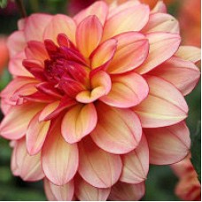 Георгина Декоративная Рохайд Георгина Декоративная Рохайд