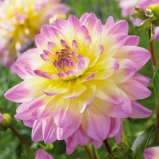 Георгина Декоративная Сагитта Георгина Декоративная Сагитта