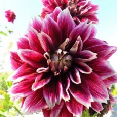 Георгина Декоративная Селлвуд Глори Георгина Декоративная Селлвуд Глори