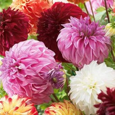 Георгина Декоративная Сент Мартин Георгина Декоративная Сент Мартин