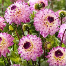 Георгина Декоративная Синиорс Арт Георгина Декоративная Синиорс Арт