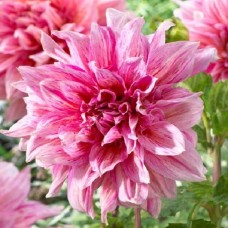 Георгина декоративная Страйпт Эмори Пол Георгина декоративная Страйпт Эмори Пол