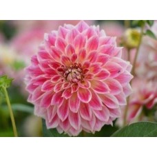 Георгина Декоративная Темпл ов Бьюти Георгина Декоративная Темпл ов Бьюти