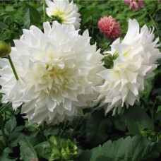 Георгина Декоративная Уайт Перфекшн Георгина Декоративная Уайт Перфекшн
