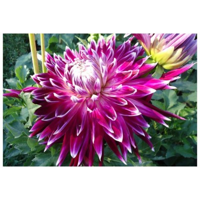 Георгина Декоративная Ванкувер 