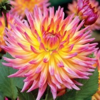 Георгина Кактусовая Карма Сангрия Георгина Кактусовая Карма Сангрия