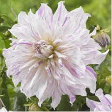 Георгина крупноцветковая Момз Спешл Георгина крупноцветковая Момз Спешл