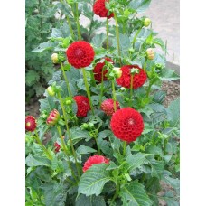 Георгина Помпонная Несцио Георгина Помпонная Несцио