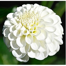 Георгина Помпонная Сноуфлейк Георгина Помпонная Сноуфлейк