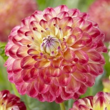 Георгина Шаровидная Джоуи Аренда Георгина Шаровидная Джоуи Аренда