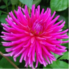 Георгина Полукактусовая Пёпл Джем Георгина Полукактусовая Пёпл Джем