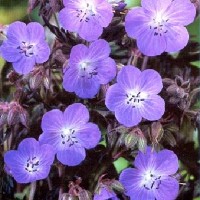 Герань луговая Миднайт Блюз Герань луговая Миднайт Блюз