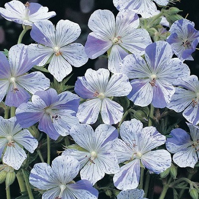 Герань луговая Сплиш Сплэш Герань луговая Сплиш Сплэш