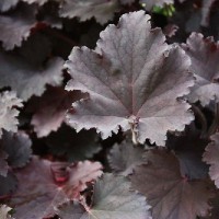 Гейхера гибридная Бинош Гейхера гибридная Бинош