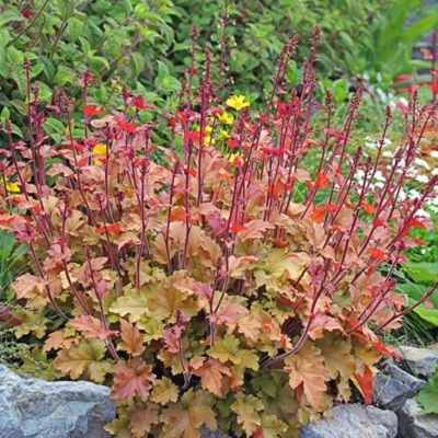 Гейхера гибридная Мармелад Гейхера гибридная Мармелад