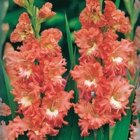 Гладиолус гофрированный Фризлд Корал Лейс