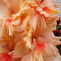 Гладиолус гофрированный Санни Раффл Гладиолус гофрированный Санни Раффл