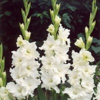 Гладиолус гофрированный Сноуи Раффл Гладиолус гофрированный Сноуи Раффл