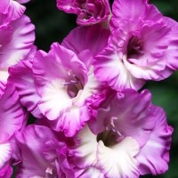 Гладиолус крупноцветковый Анук Гладиолус крупноцветковый Анук