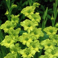 Гладиолус крупноцветковый Грин Стар