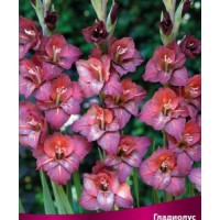 Гладиолус Бамбино Везувий Гладиолус Бамбино Везувий