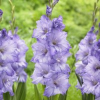 Гладиолус крупноцветковый Коста Гладиолус крупноцветковый Коста