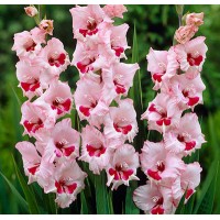 Гладиолус крупноцветковый Вайн энд Роузес Гладиолус крупноцветковый Вайн энд Роузес