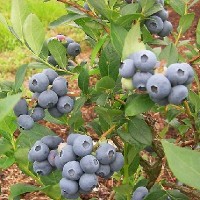 Голубика высокорослая Чентеклир