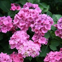 Гортензия крупнолистовая Алтона Гортензия крупнолистовая Алтона