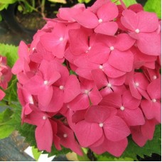 Гортензия крупнолистовая Шаперон Руж