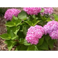 Гортензия крупнолистовая Гамбург Гортензия крупнолистовая Гамбург