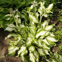 Хоста волнистая Унивитата