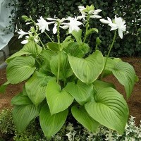 Хоста гибридная (Винус) Венера Хоста гибридная (Винус) Венера