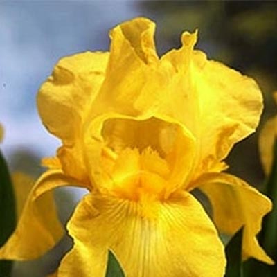 Ирис бородатый Кэролайн Голд
