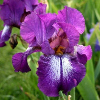 Ирис бородатый Маскарад Ирис бородатый Маскарад