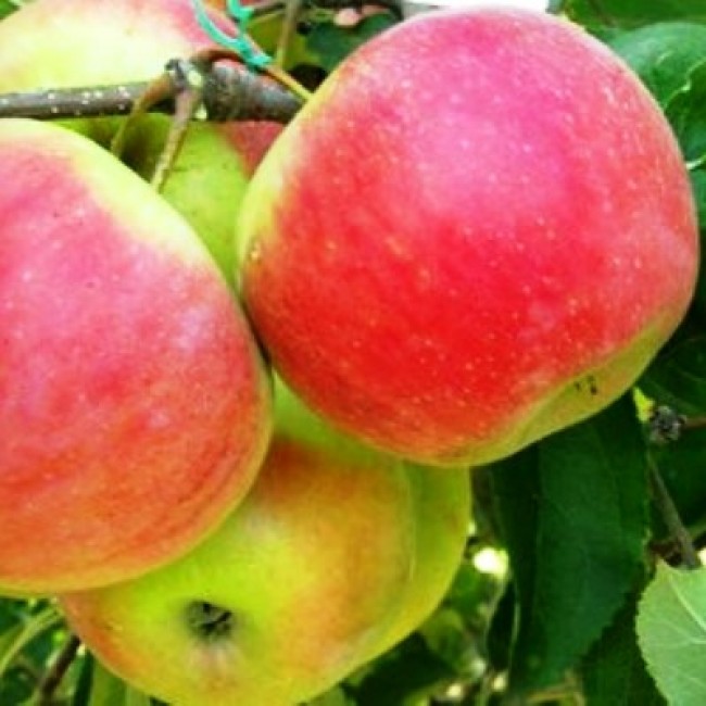 Яблоня благая весть. Яблоня сорта благая весть. Яблоня сорта благая весть. Яблоня благая весть. Сорт «благая весть».