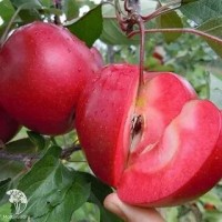 Яблоня красномякотная Редлав Одиссо
