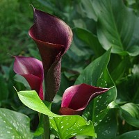 Калла Блэк Форист