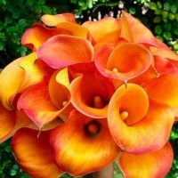 Калла Манго