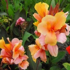 Канна карликовая Энджел Мартин Канна карликовая Энджел Мартин