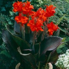 Канна коричневолистная Блэк Найт Канна коричневолистная Блэк Найт