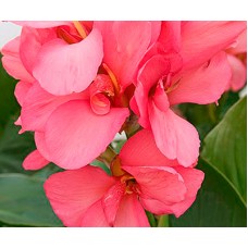 Канна коричневолистная Пинк Фьютюрити Канна коричневолистная Пинк Фьютюрити