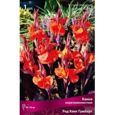 Канна коричневолистная Ред Кинг Гумберт Канна коричневолистная Ред Кинг Гумберт