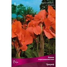 Канна коричневолистная Триумф Канна коричневолистная Триумф