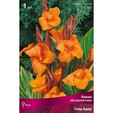 Канна пестролистная Голд Адер Канна пестролистная Голд Адер