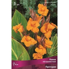 Канна пестролистная Претория Канна пестролистная Претория