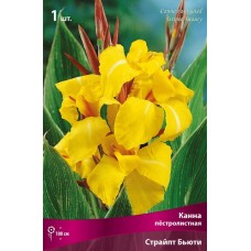 Канна пестролистная Страйпт Бьюти Канна пестролистная Страйпт Бьюти