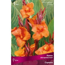 Канна пестролистная Стриата Канна пестролистная Стриата